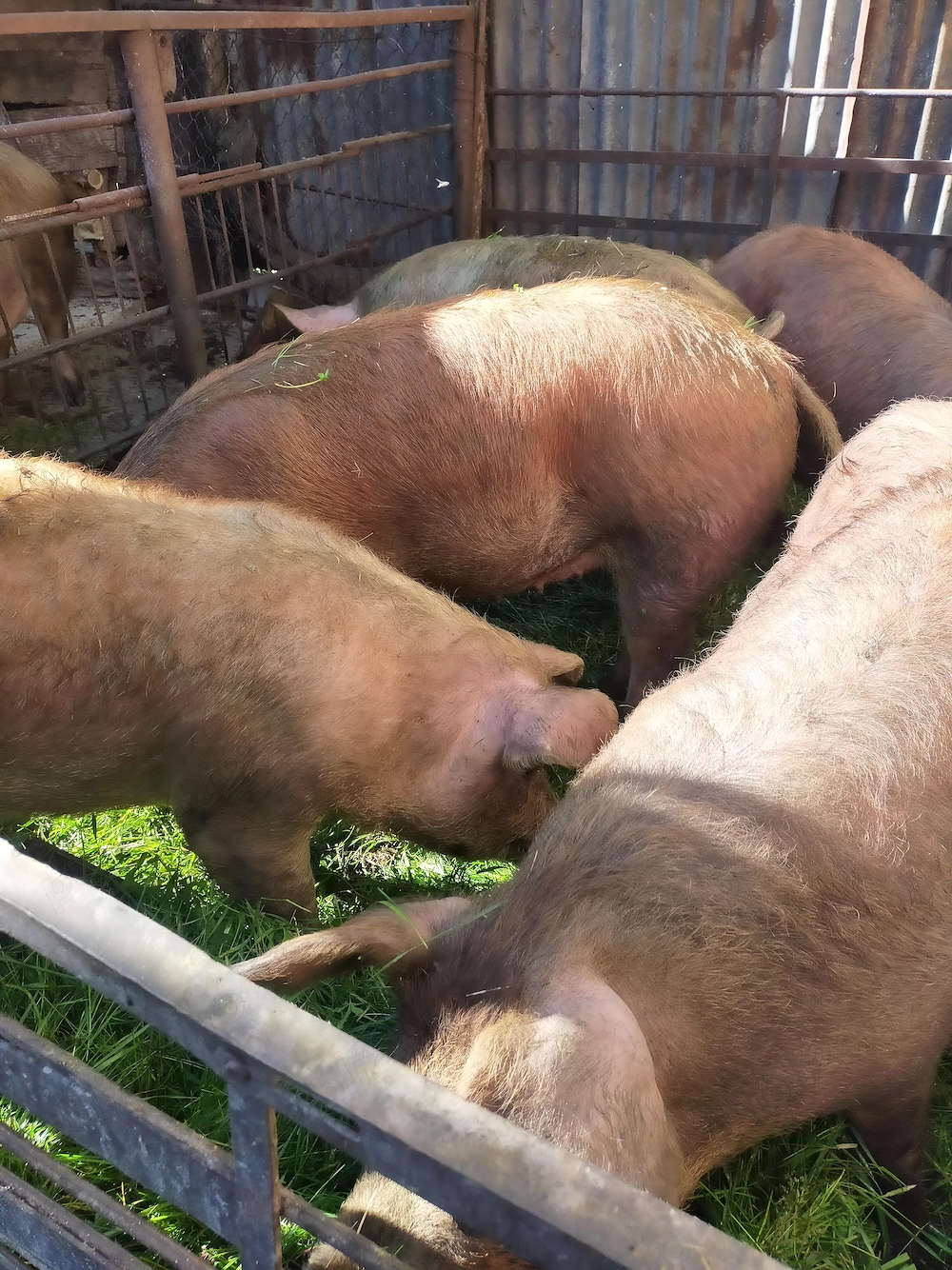 Porci de vanzare