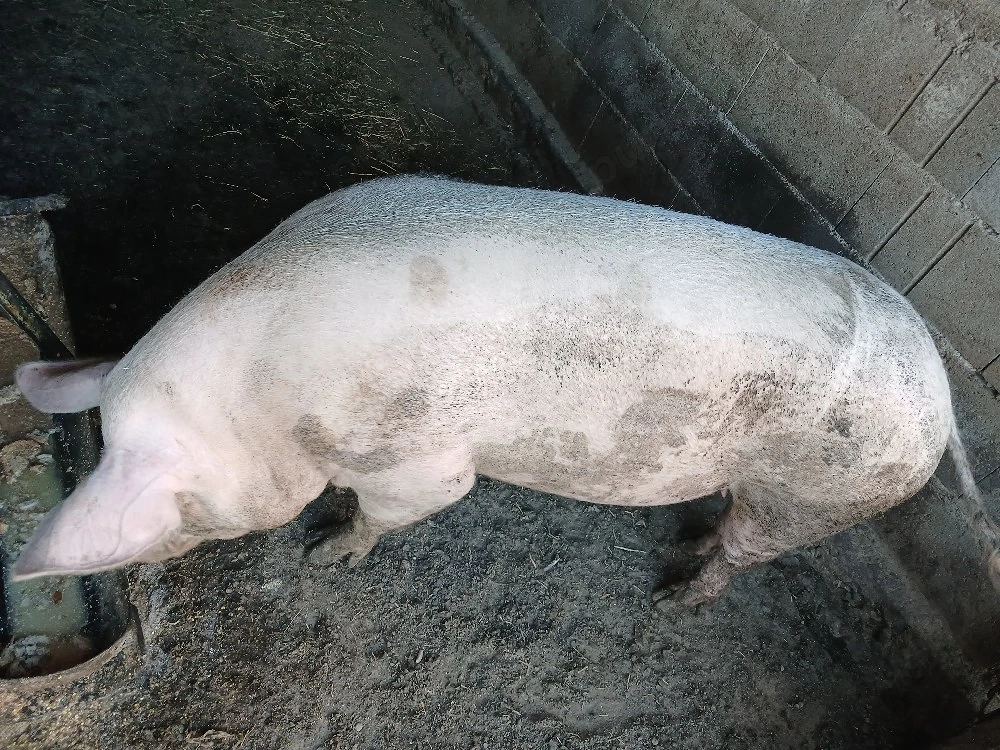 purcea frumoasă 
