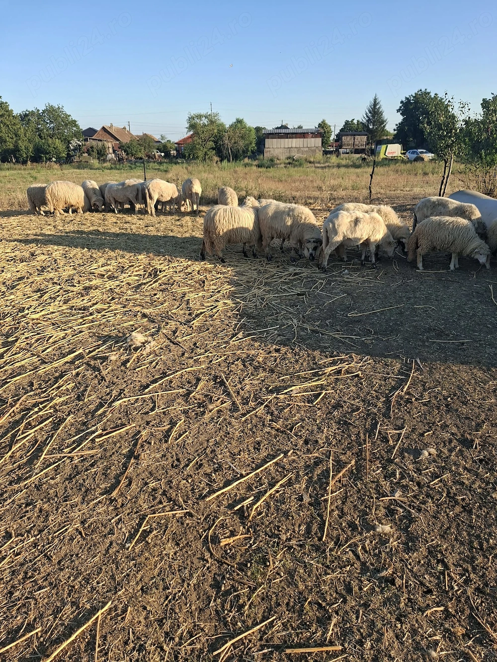 Vand oi tinere, miei