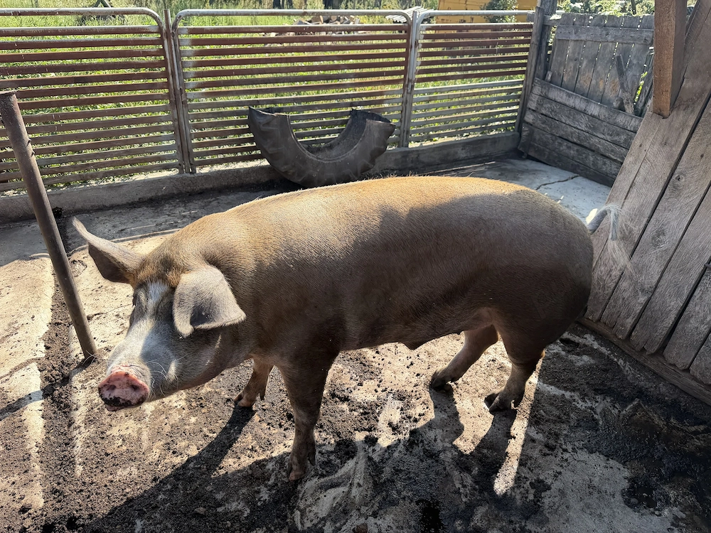 Porc de Vânzare