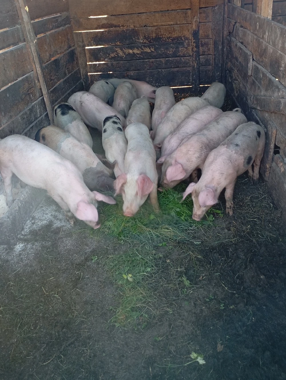 purcei de vânzare 
