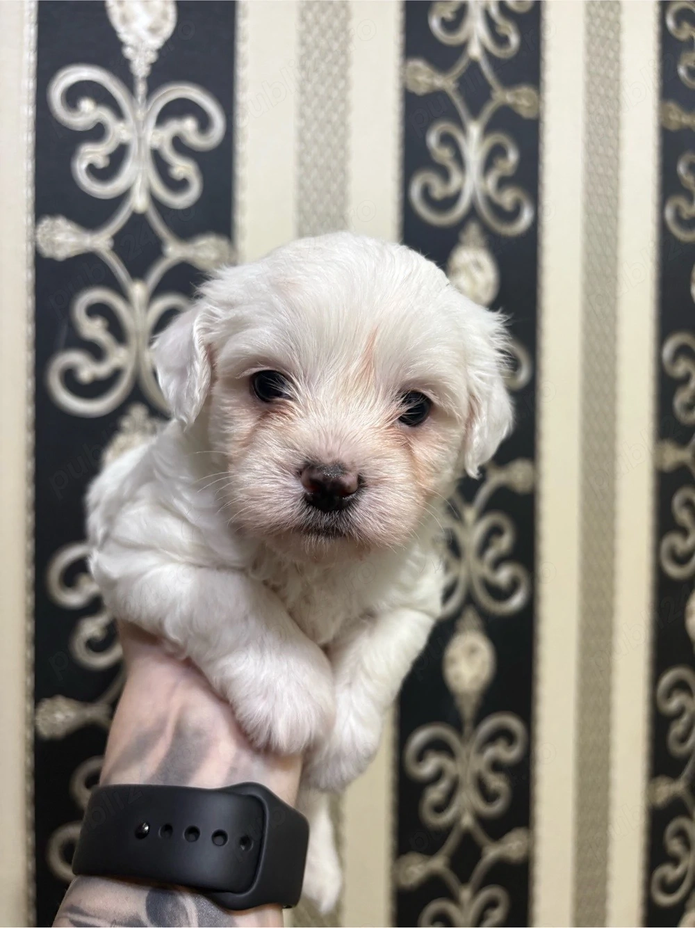 Pui Bichon Maltez 