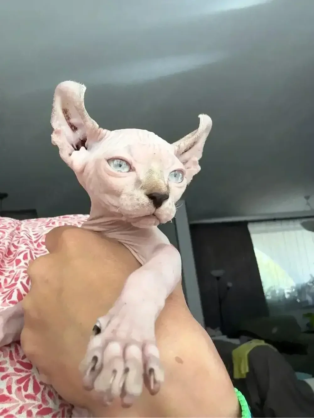 pui sphynx elf ,   sfinx  sociabili , iubitori 