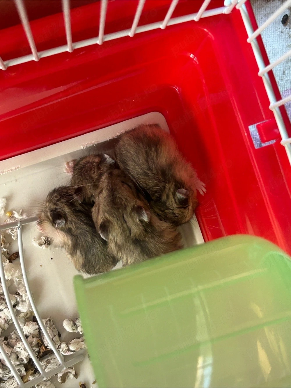 hamsteri piticii 