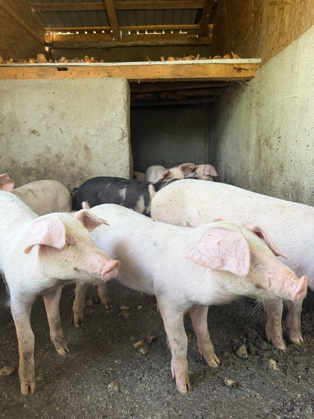 Porci crescuți natural în gospodărie 