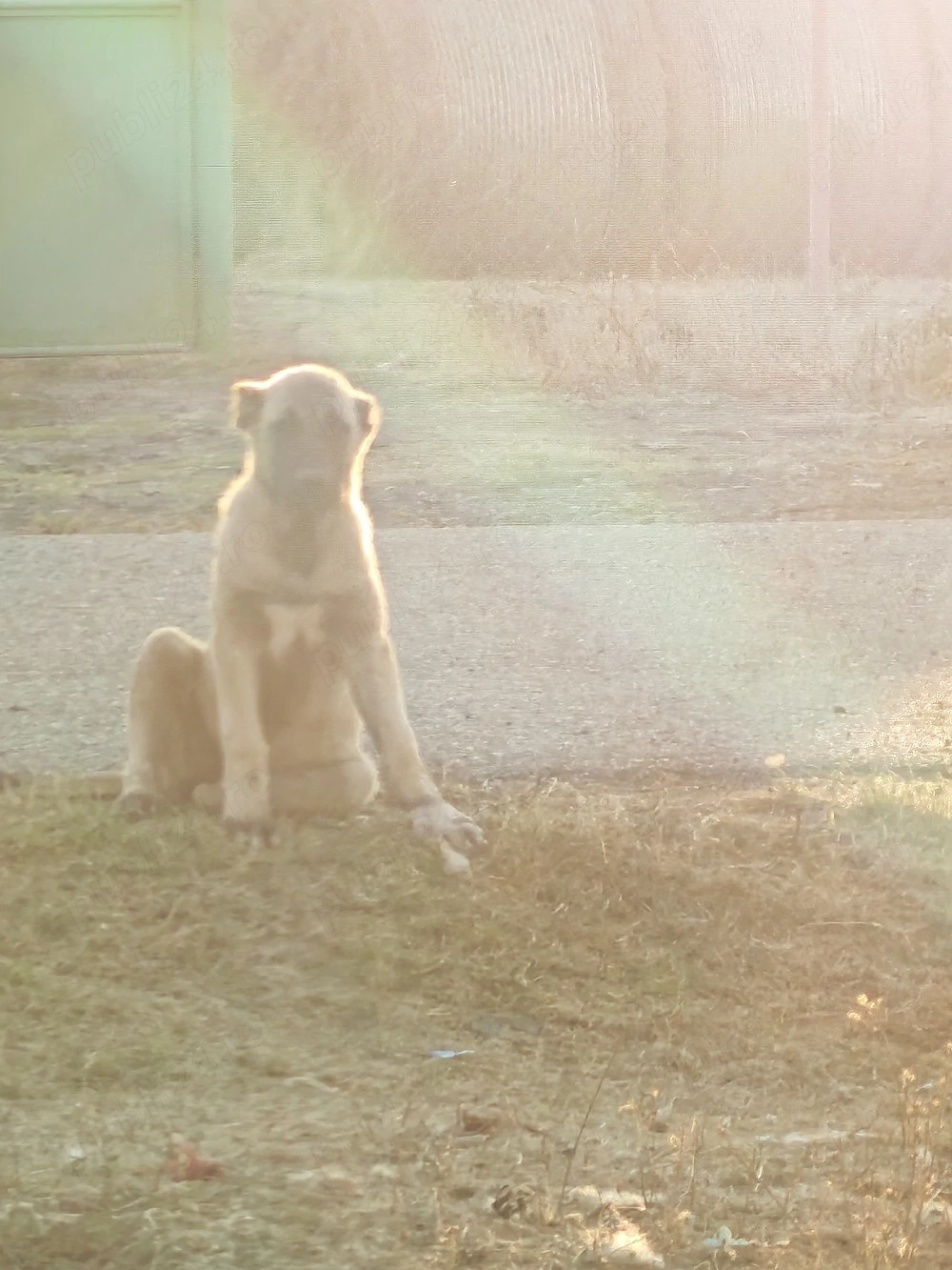 Disponibile 2 cățelușe  de Kangal 