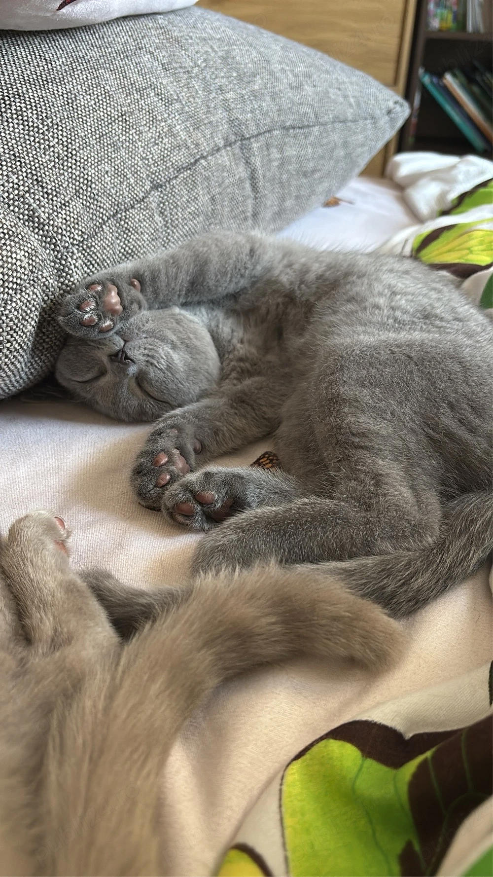 Cautam casuta pentru 2 pisicute British Shorthair