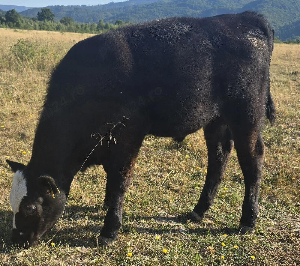 Tauras angus sacrificat