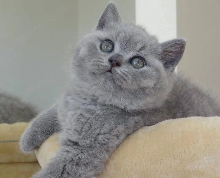 British shorthair baieței și fetițe 