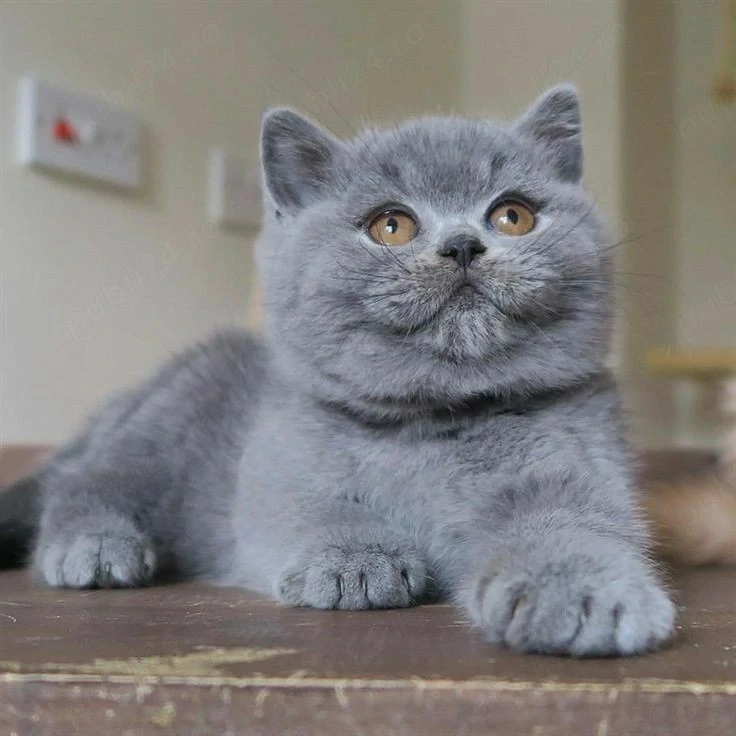 British shorthair pui superbi