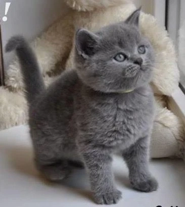 British shorthair pui