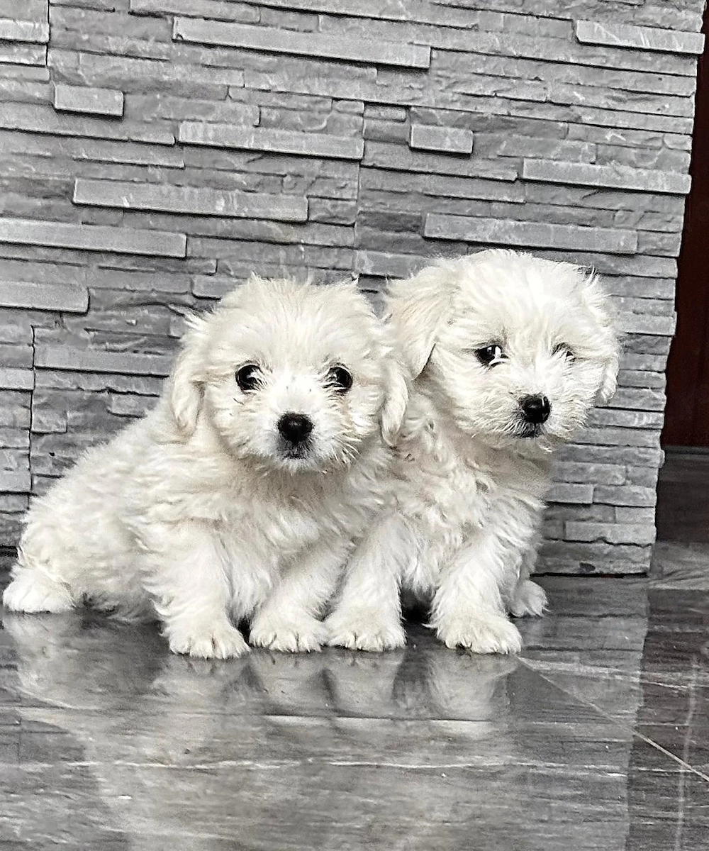 Vând căței bichon 