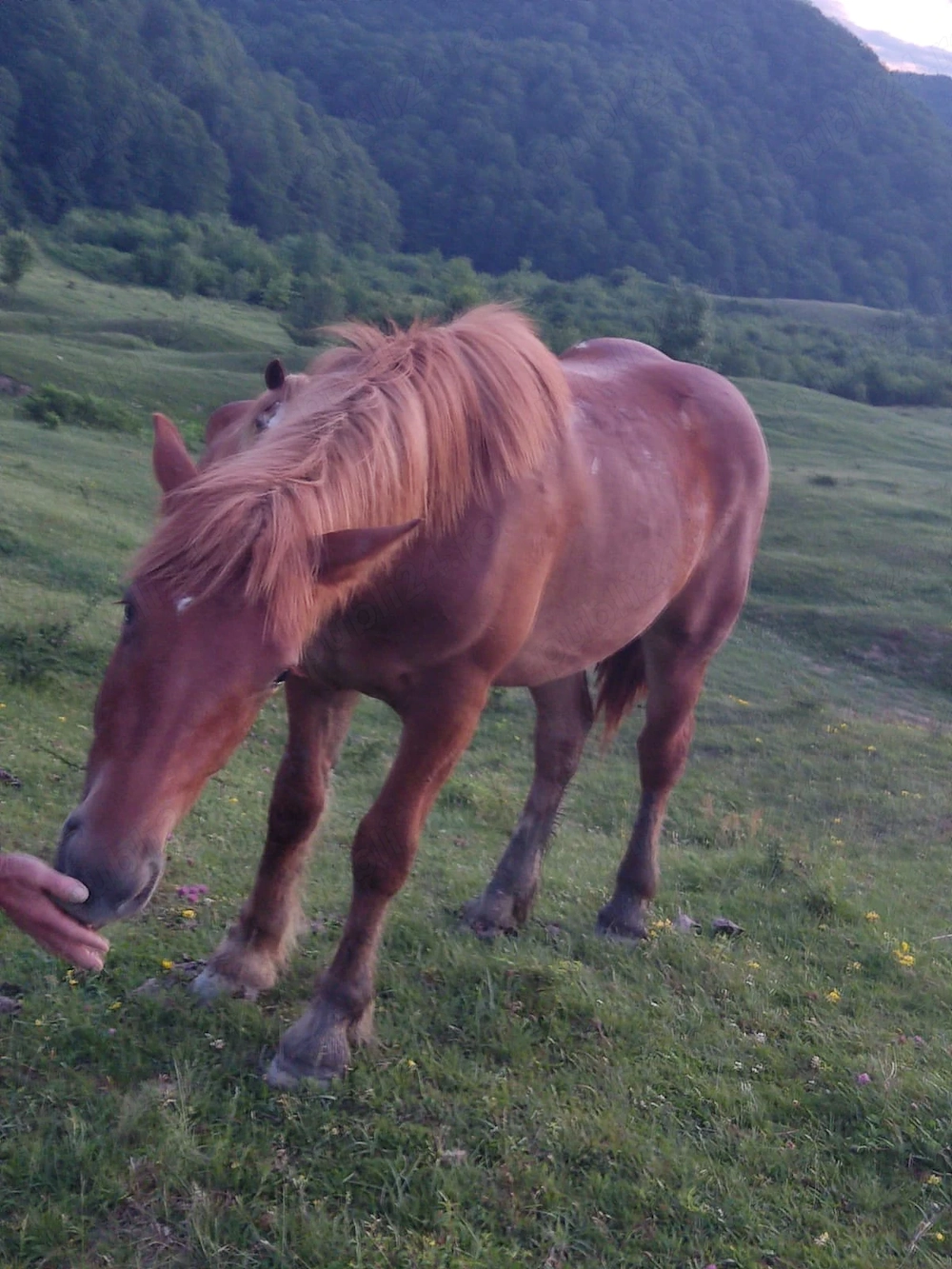 Vând mânză de un an și jumătate mai multe detalii la telefon 