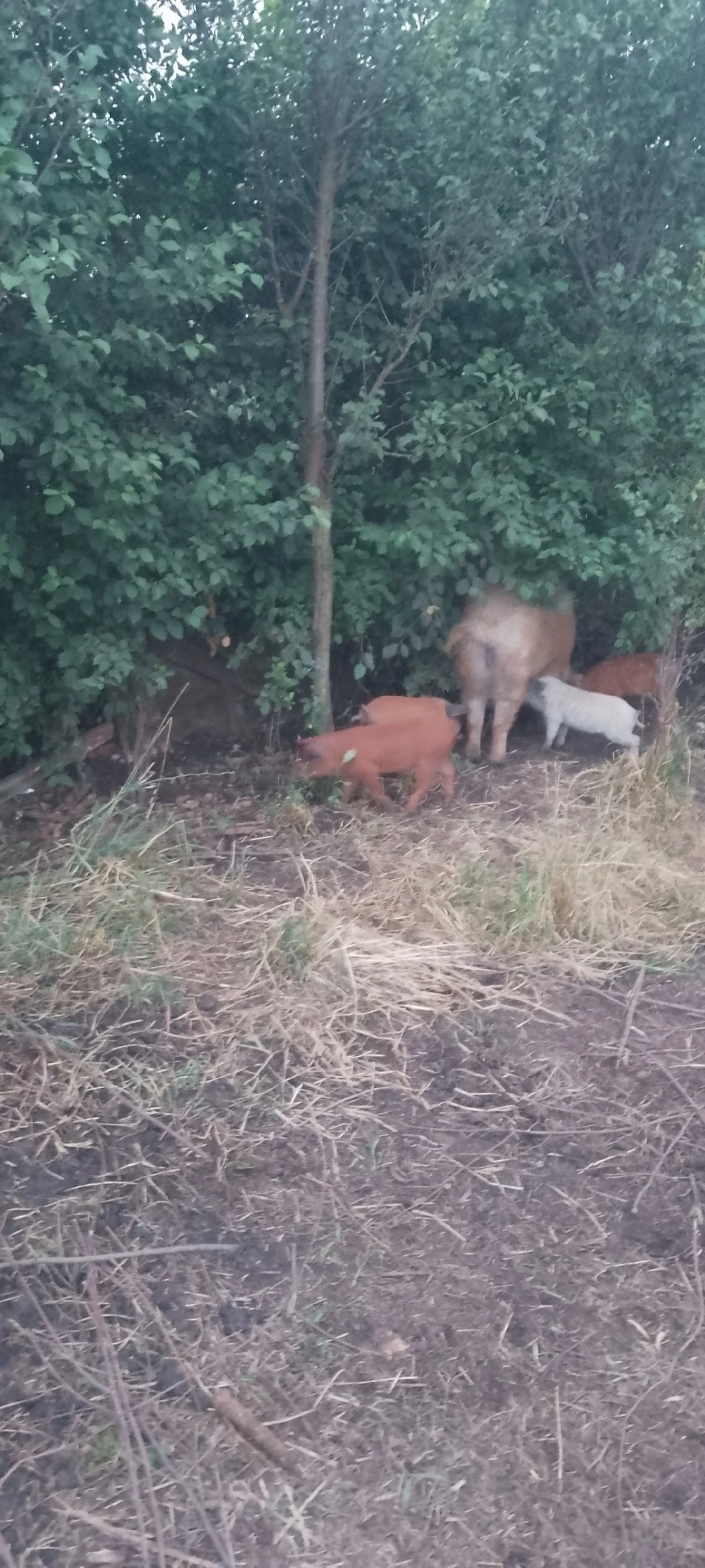 vind porci și purcei