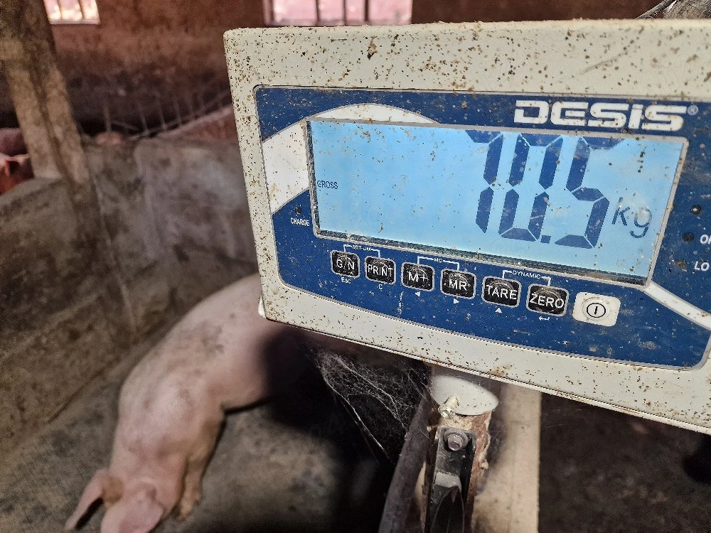 soldan de carne . mascul