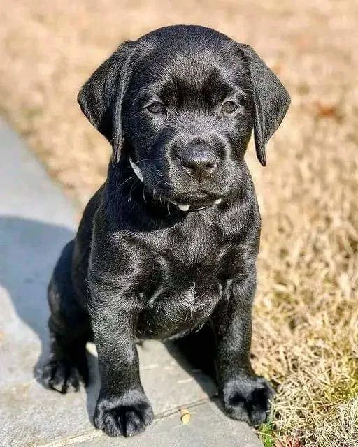 Labrador retriever negru 