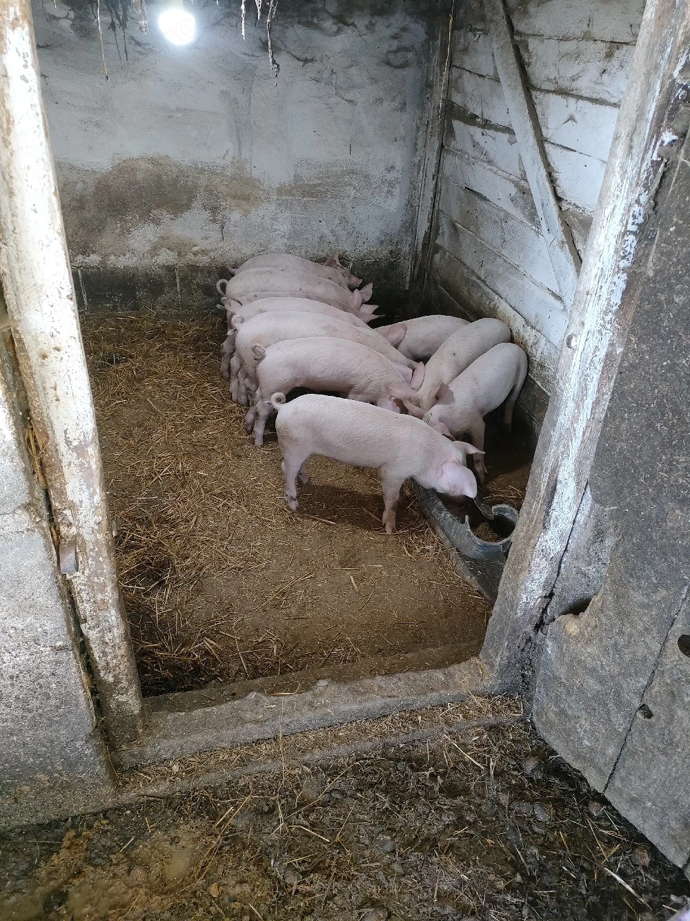 purcei de vânzare 