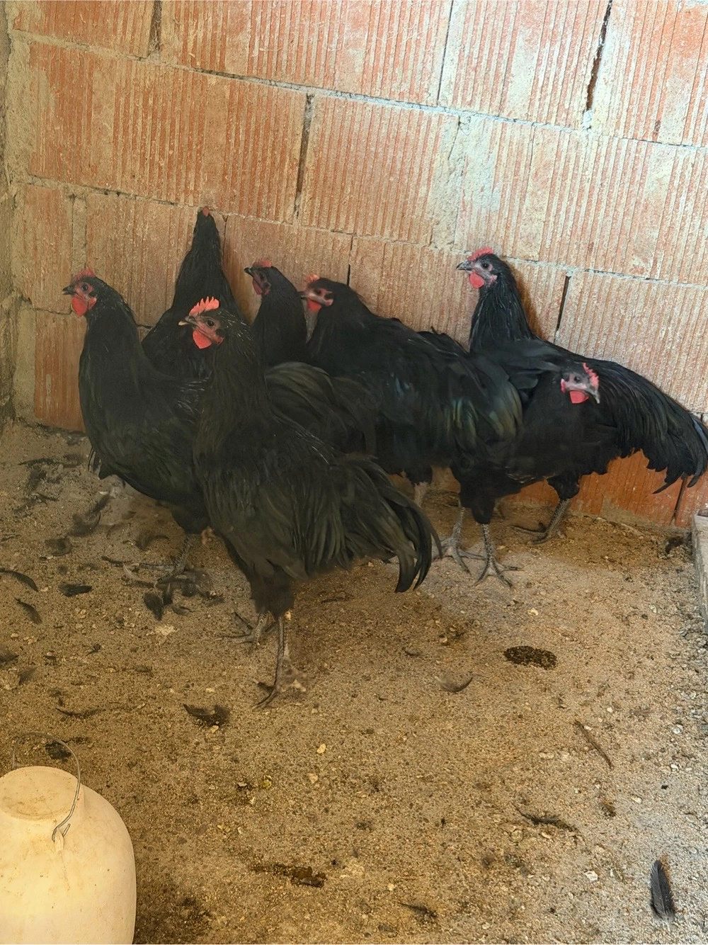 Cocoși australorp schimb   