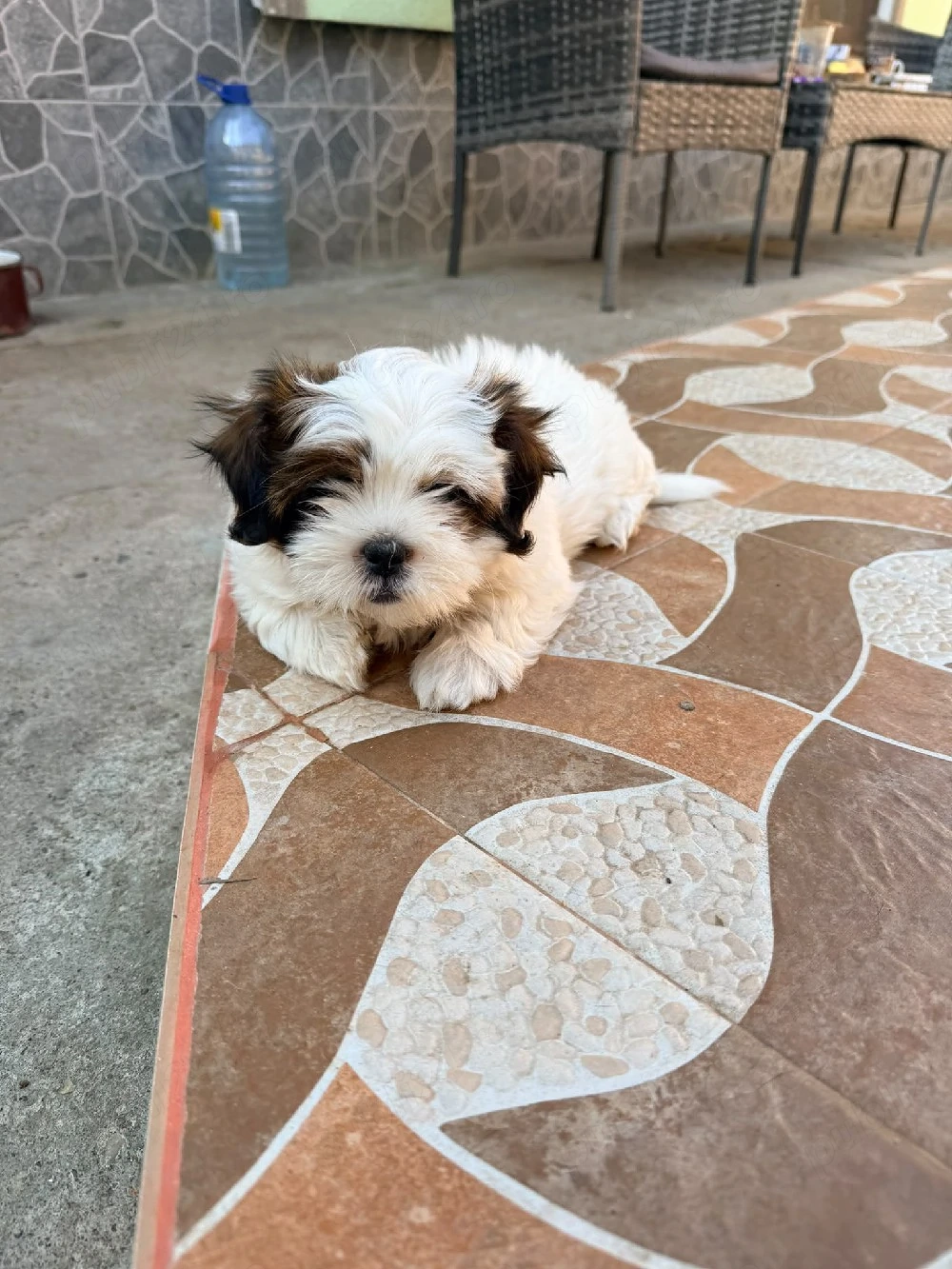 Pui Shih-tzu 