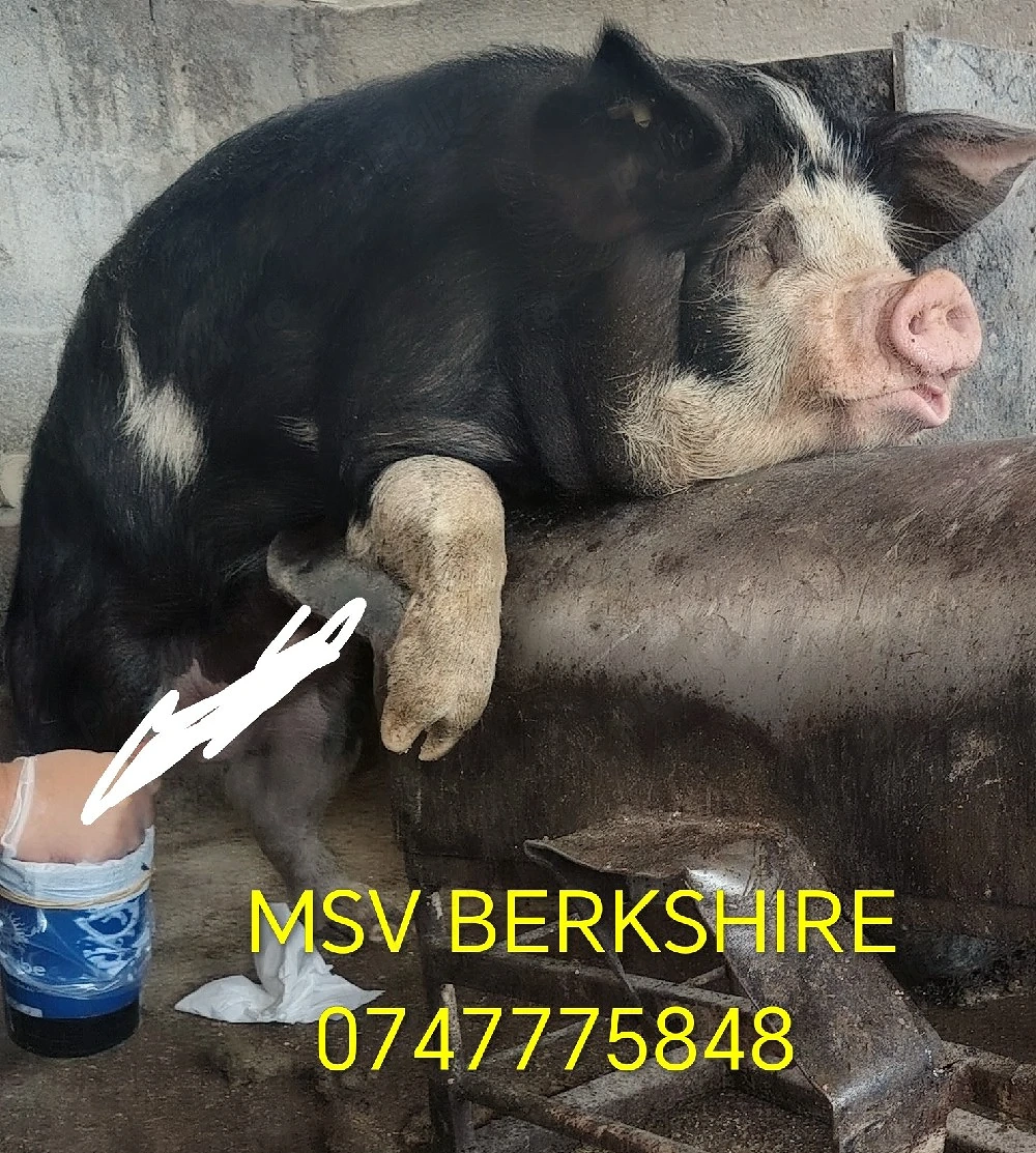 Material seminal de vier Duroc Pietrain Bazna Landrace Marele Alb mangalita