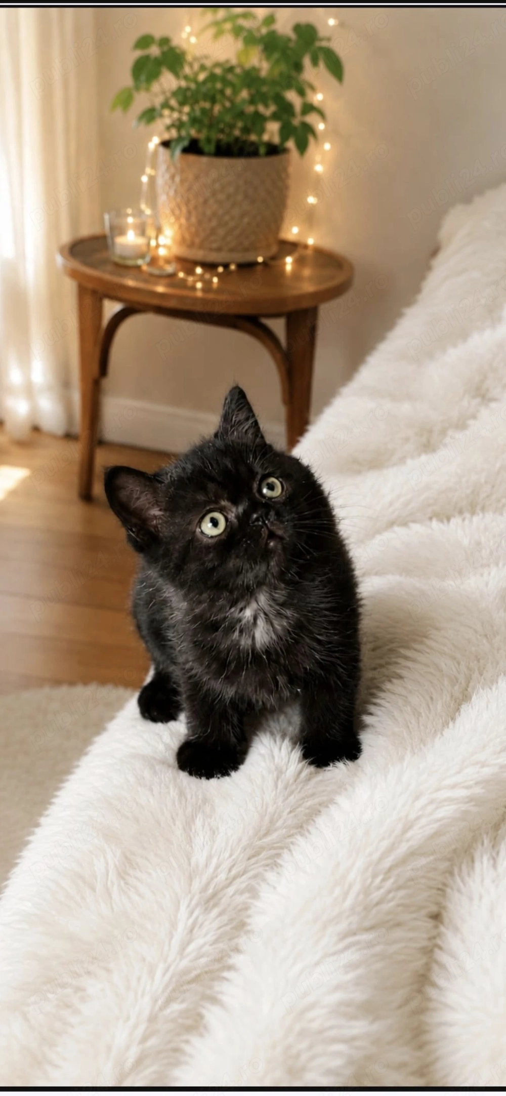 Motănel british shorthair negru 3 luni