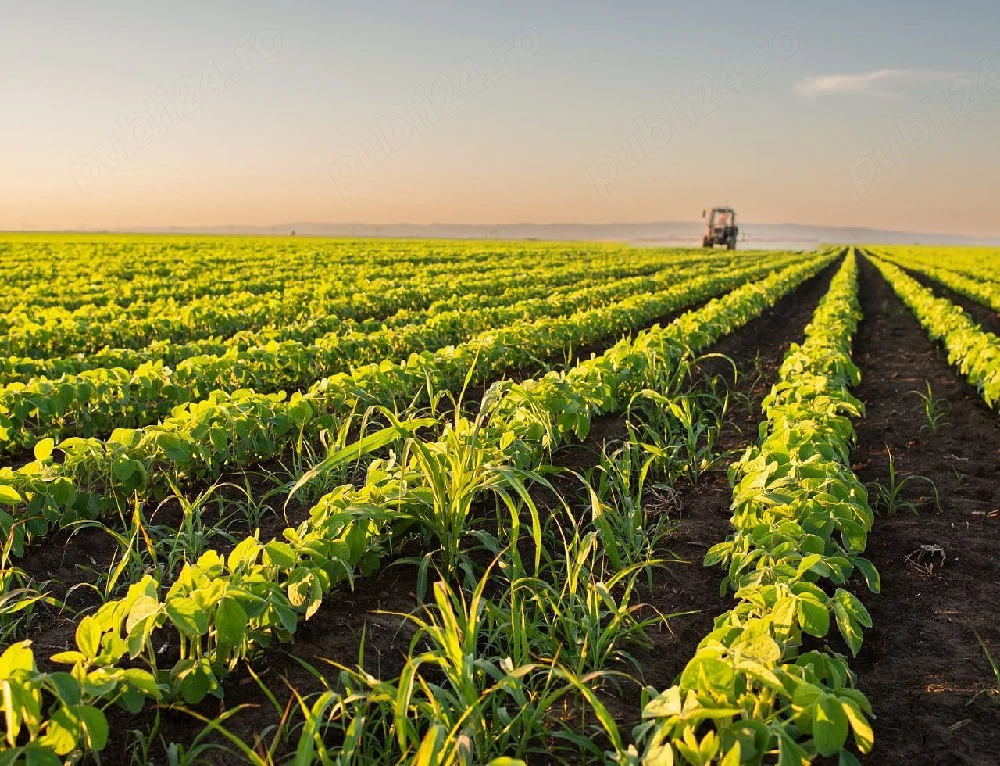Vând teren agricol extravilan 5000 m  în Fetești , jud Ialomița