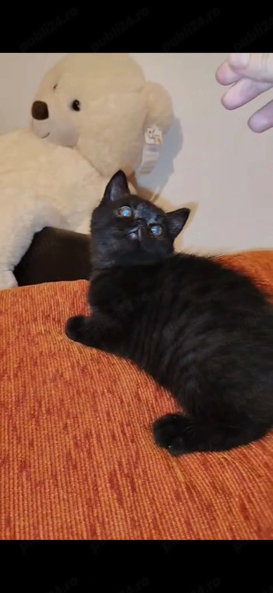 Motănel persan exotic shorthair Bagheera 3 luni jucăuș tare