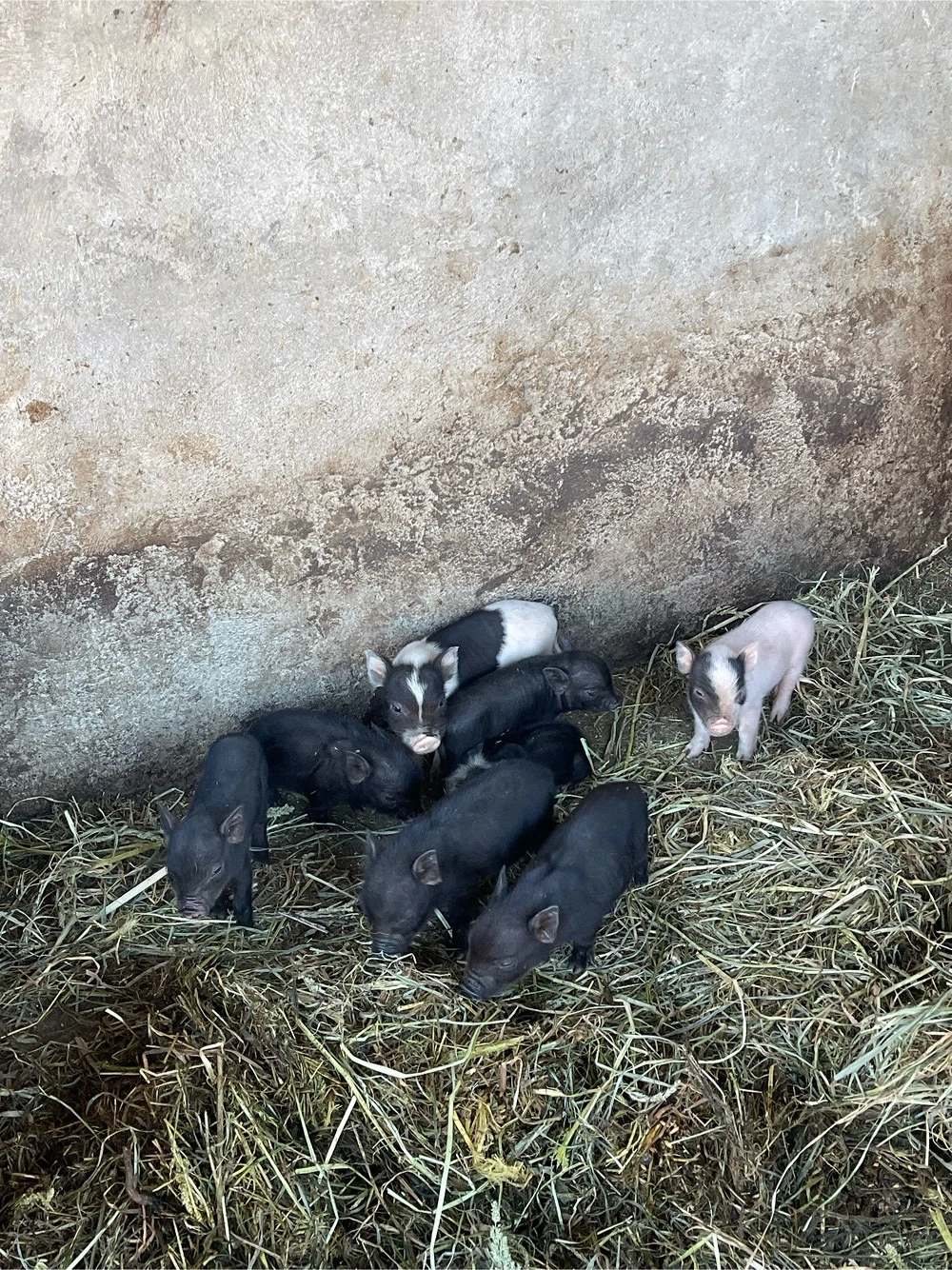 vand porci purcei vietnamezi