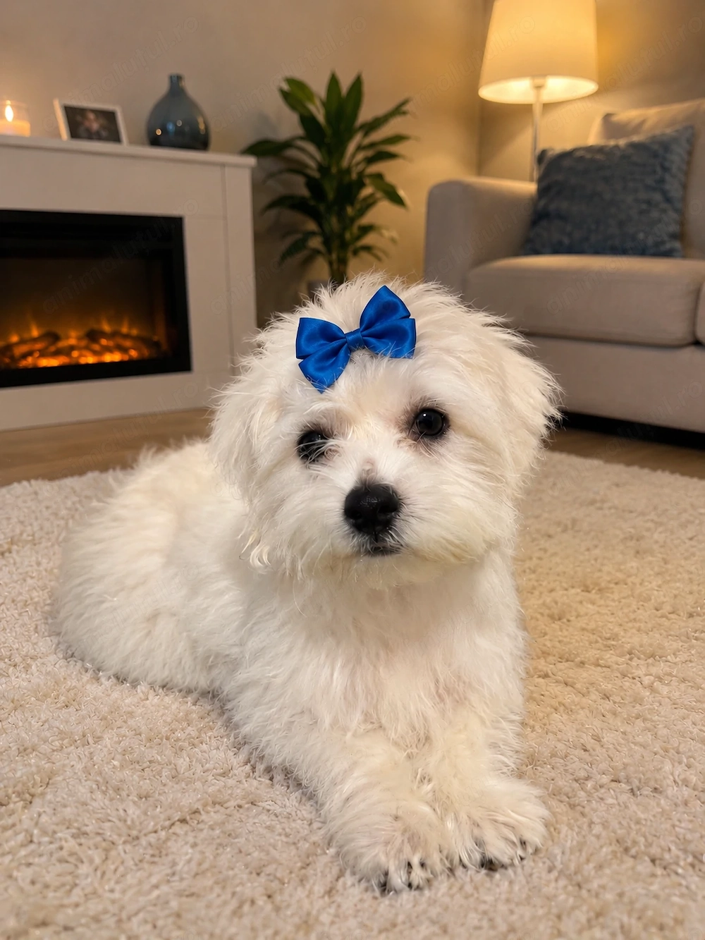 Bichon baietel 3 luni 