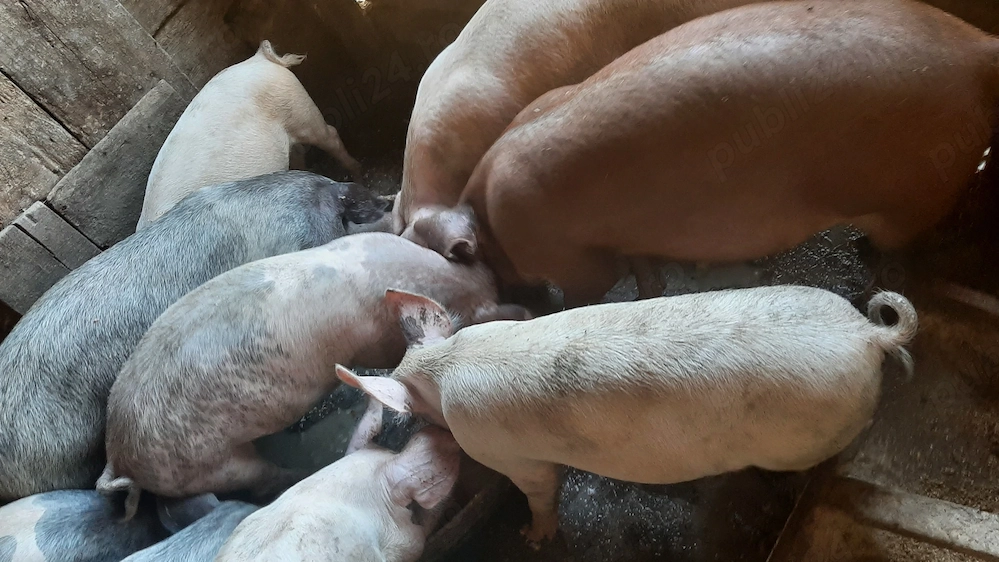 Vand porci de 4 si 5 luni- 13 bucati___5000lei 