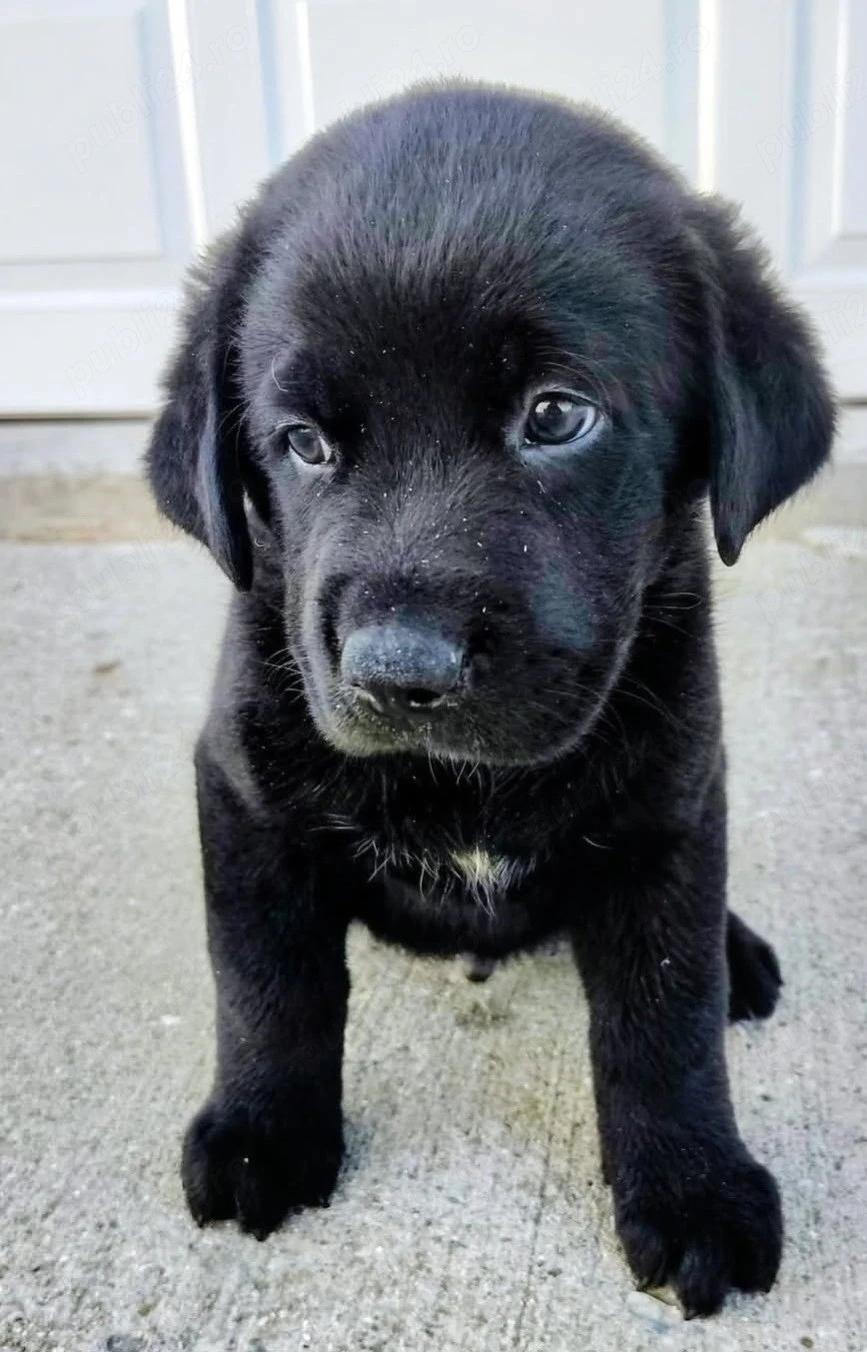 Labrador Retriver