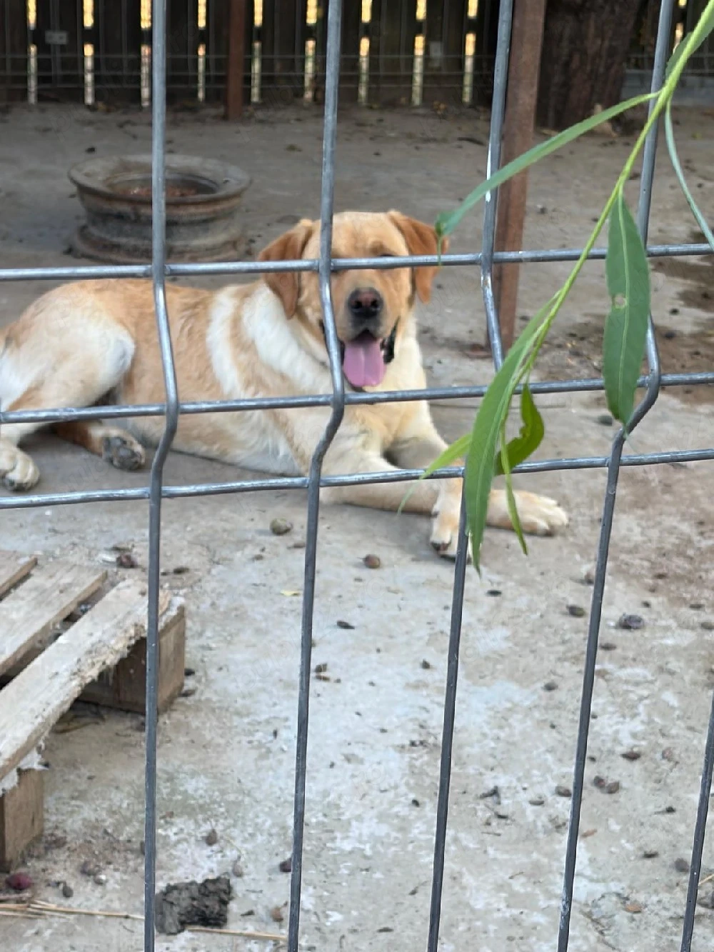 căței labrador rasa pură 