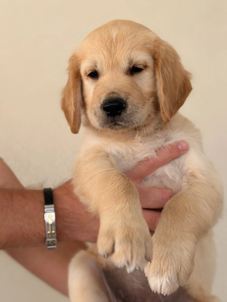 Pui Golden Retriever