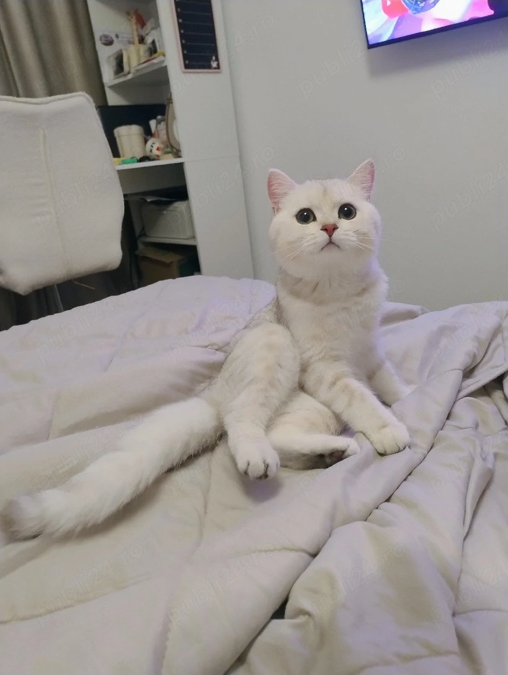 British Shorthair gold lilac 