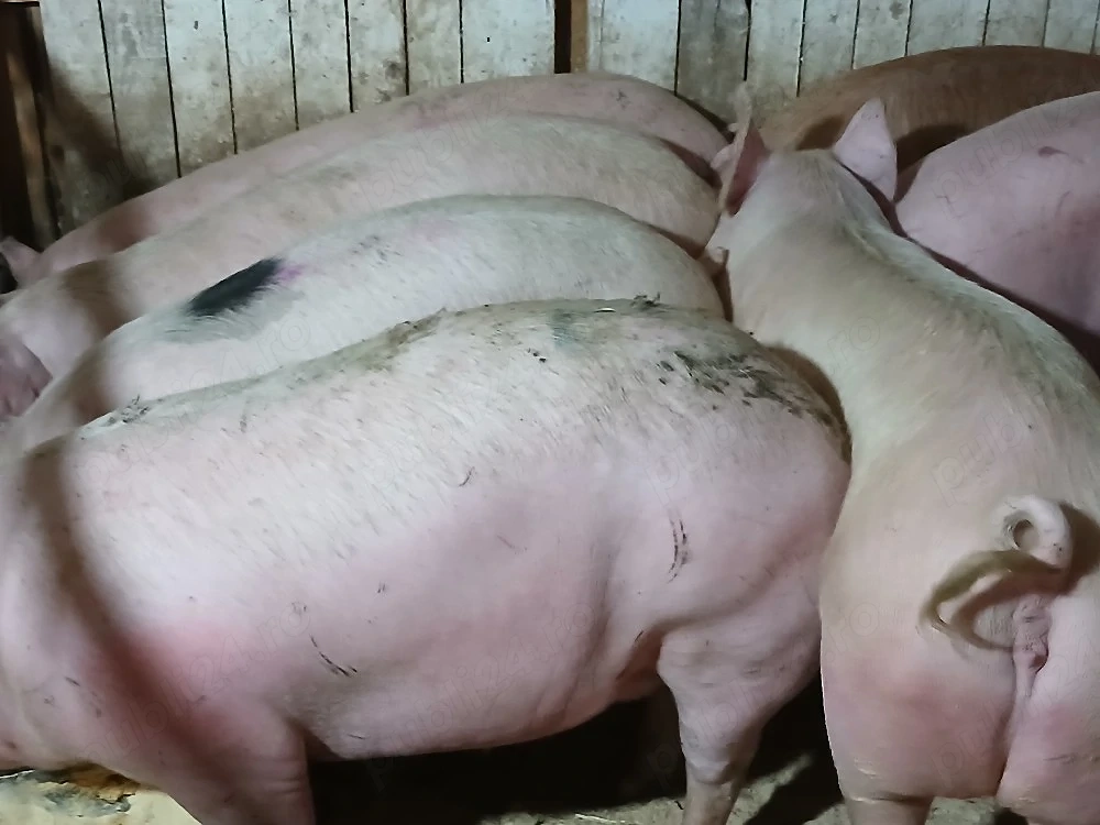 porci de carne 