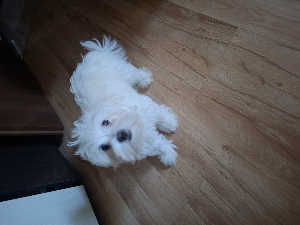 Cățeluș bichon maltez