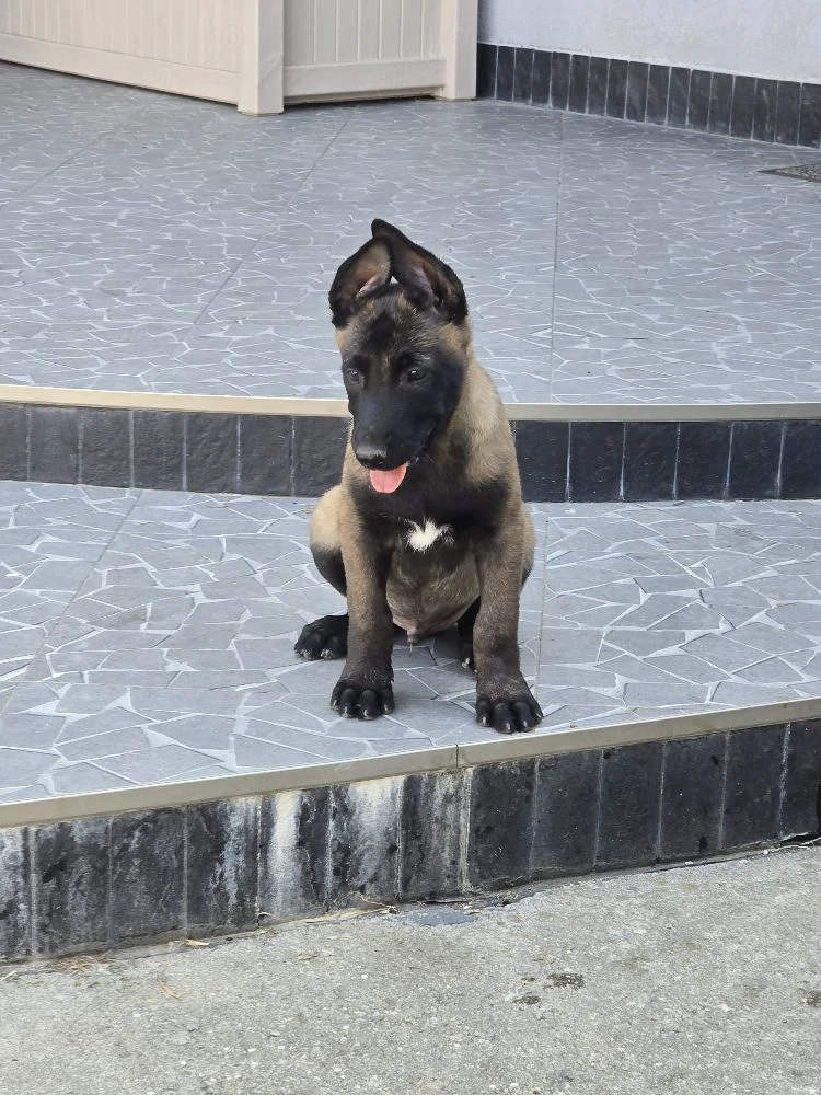 pui malinois