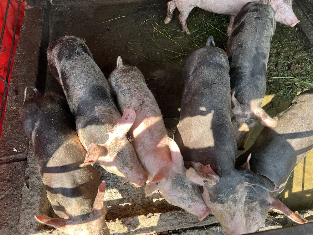 Porci de Vânzare 