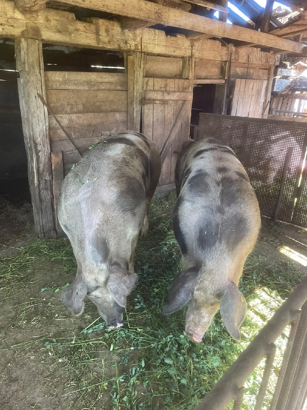 porci jud   Bistrita Nasaud com Teaca
