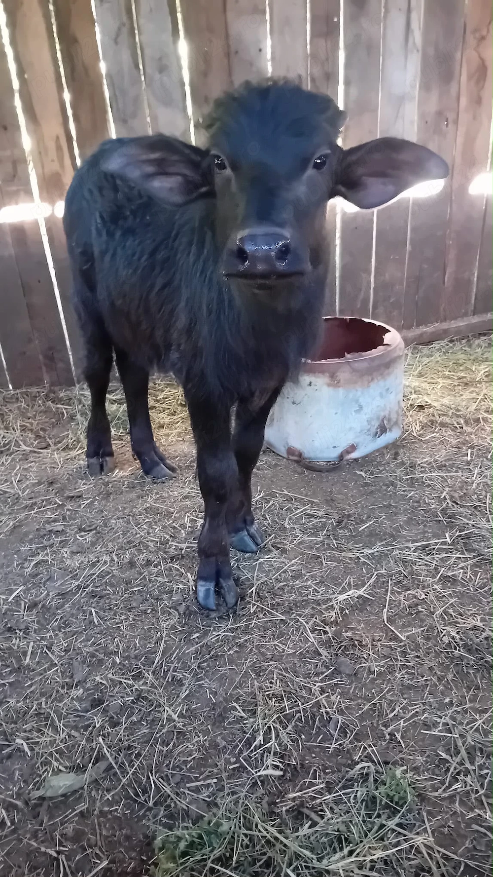 Vând două vitele de bivol, una de 2 luni și alta de 2 ani.