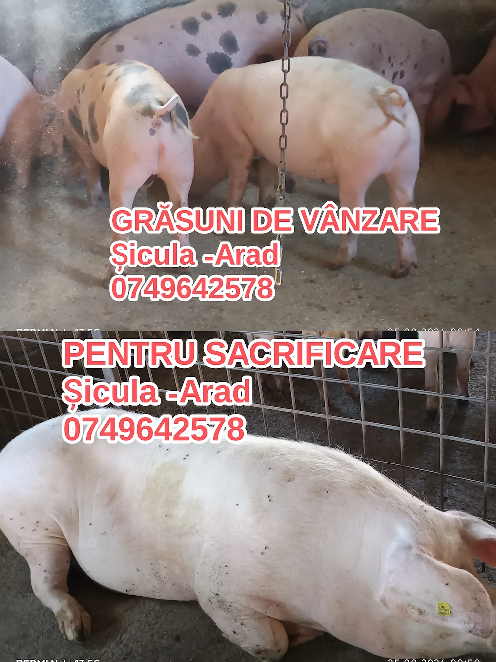 Grăsuni de vânzare 