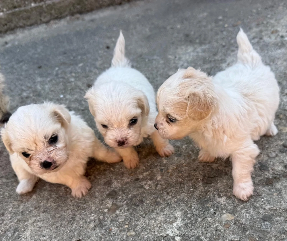 Bichon maltez 
