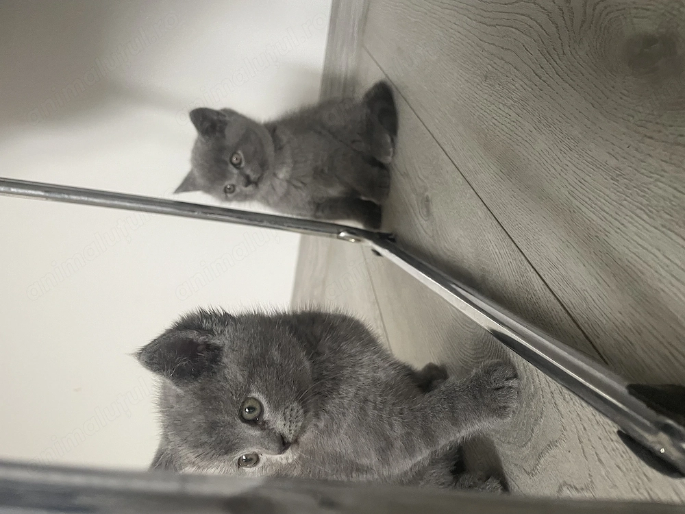 Pisici Blue british shorthair 