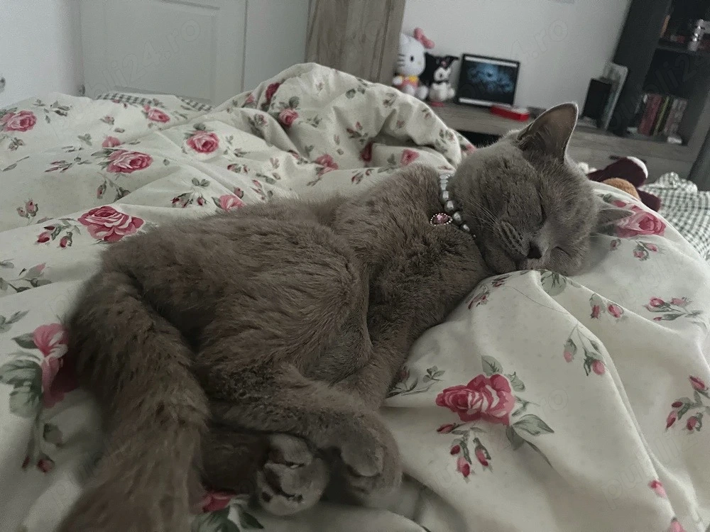 Pisica British Shorthair