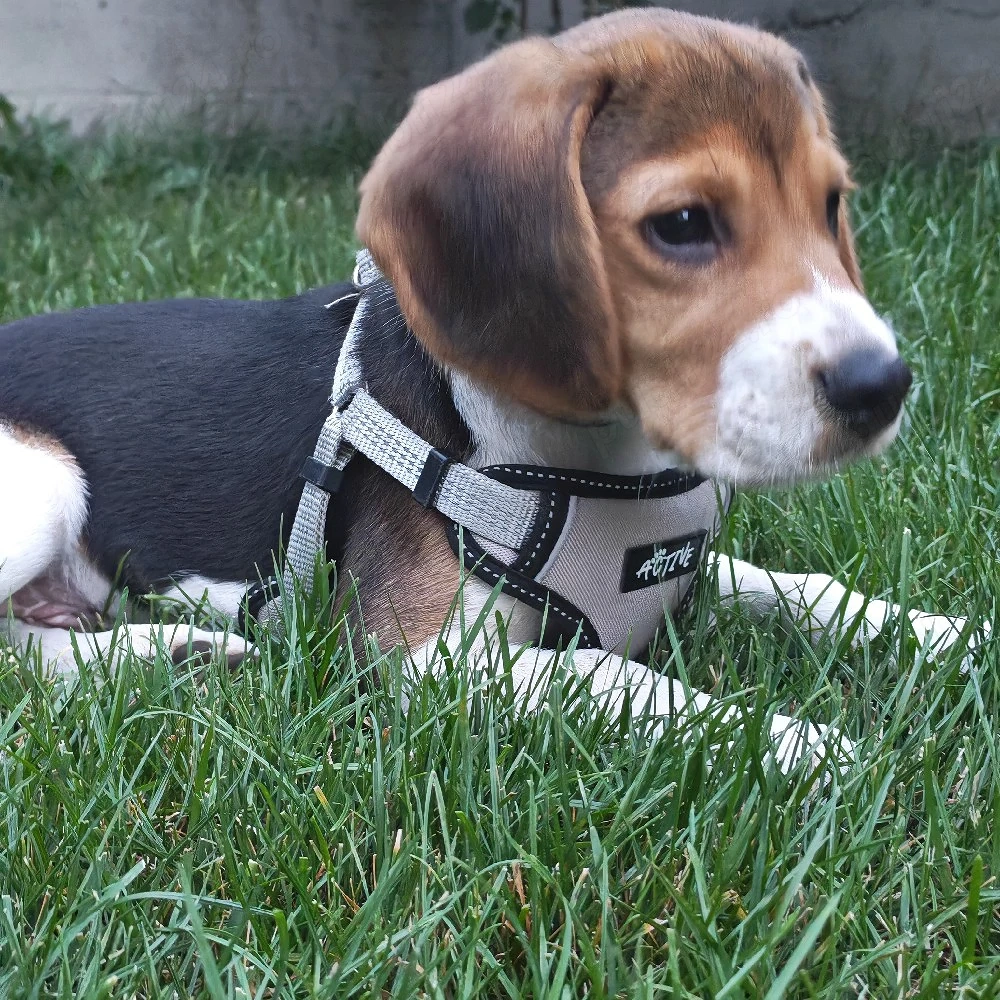 Beagle mascul de vanzare