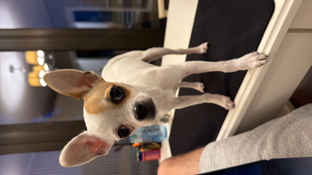 Vand Chihuahua, 7 luni