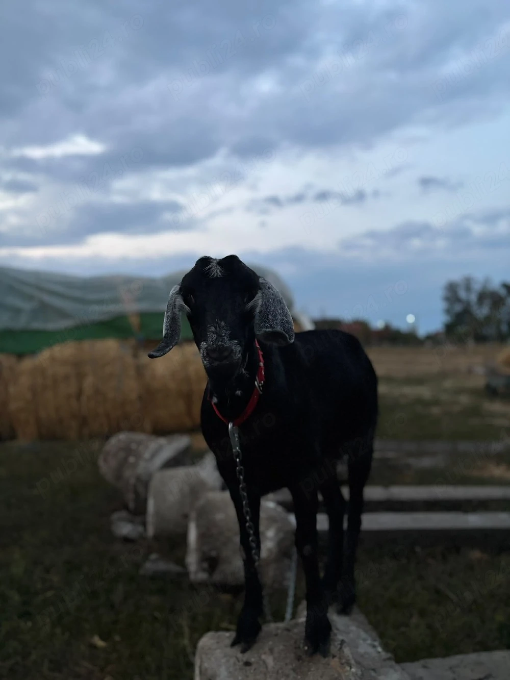 Vand iada Anglonubiana
