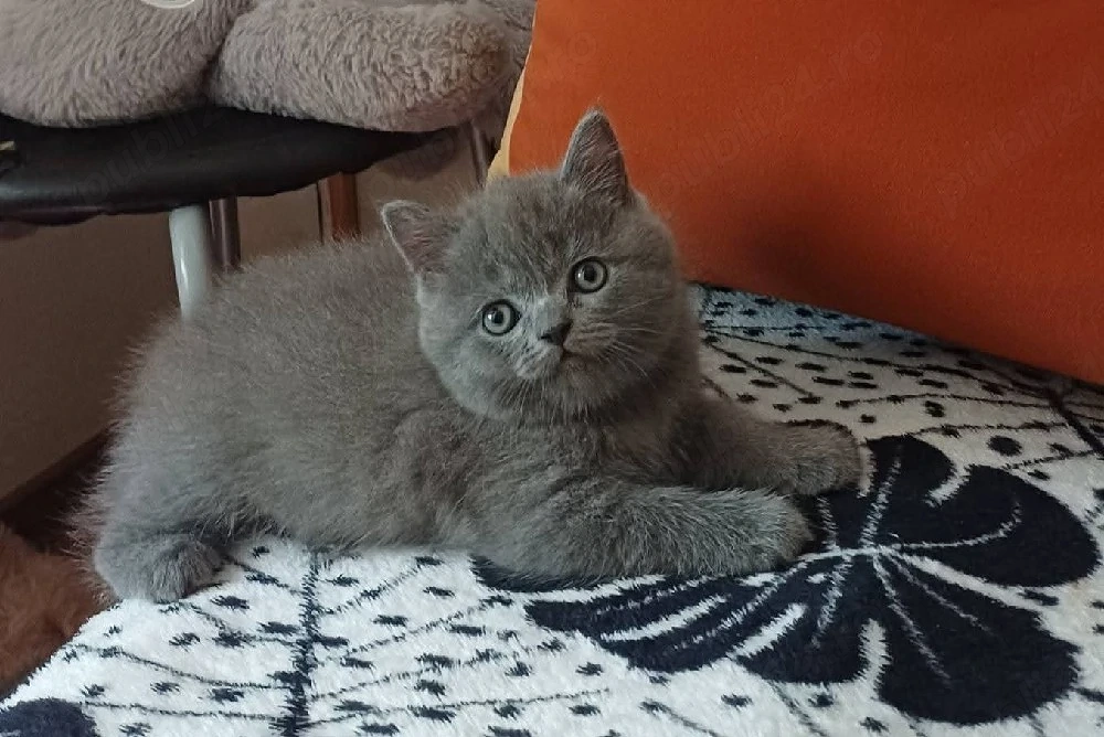Pui de BRITSH Shorthair 
