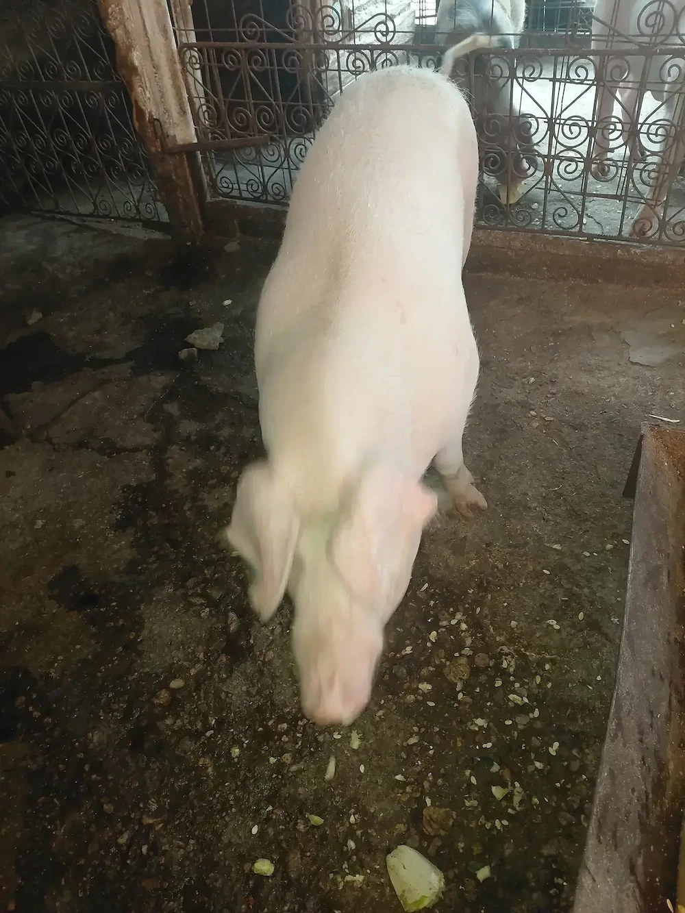 Porc de vanzare