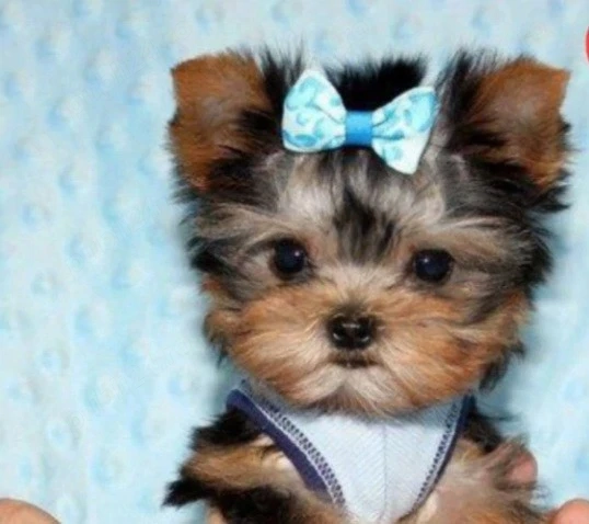 yorkshire terrier talie mica 